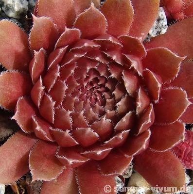 Pink Grapefruit