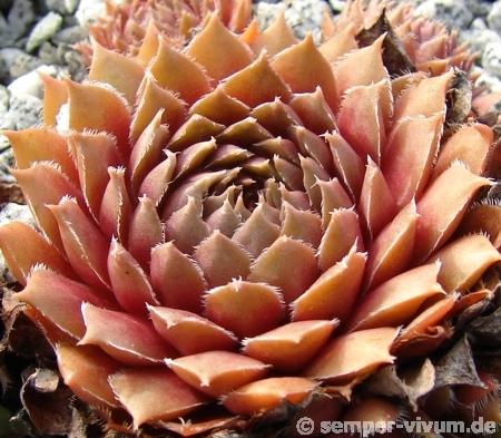 Pink Grapefruit