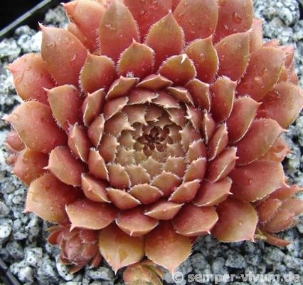 Pink Grapefruit