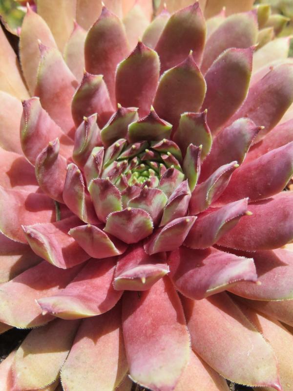 Pink Infinity