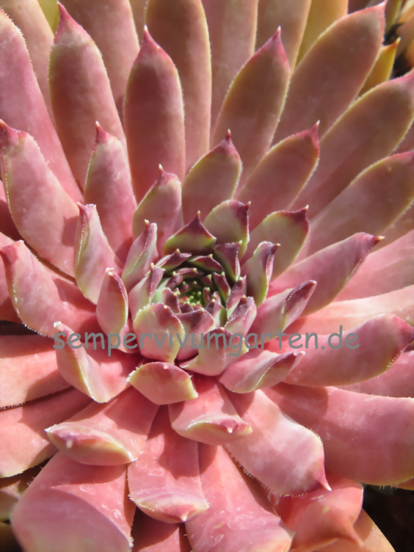 Pink Infinity