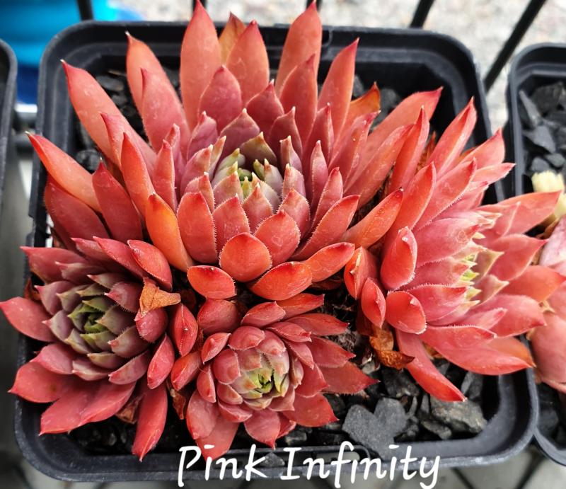 Pink Infinity