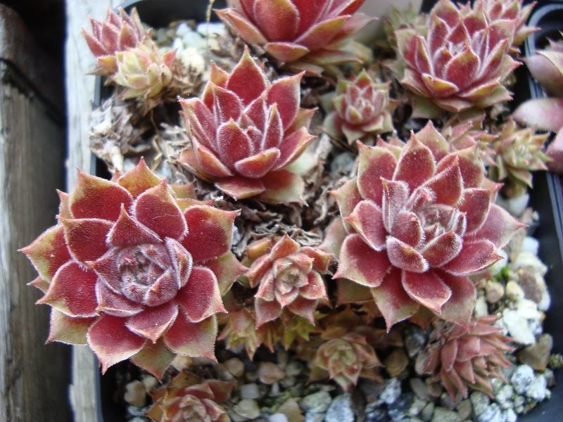 Pink Janis