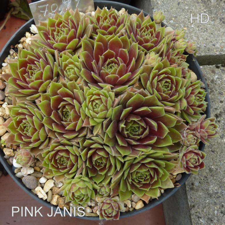 Pink Janis