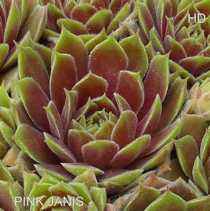 Pink Janis