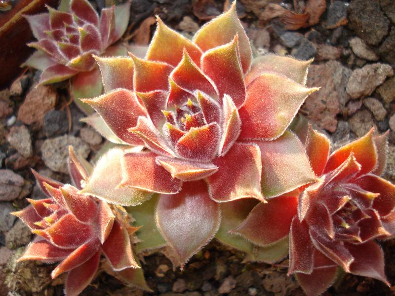 Pink Janis