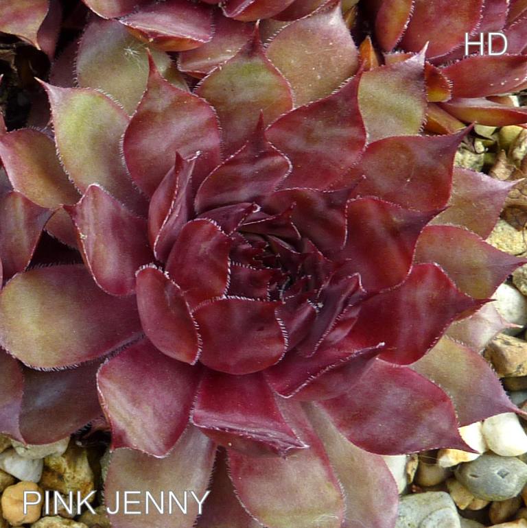 Pink Jenny
