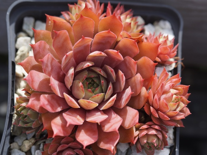 Pink Korspel