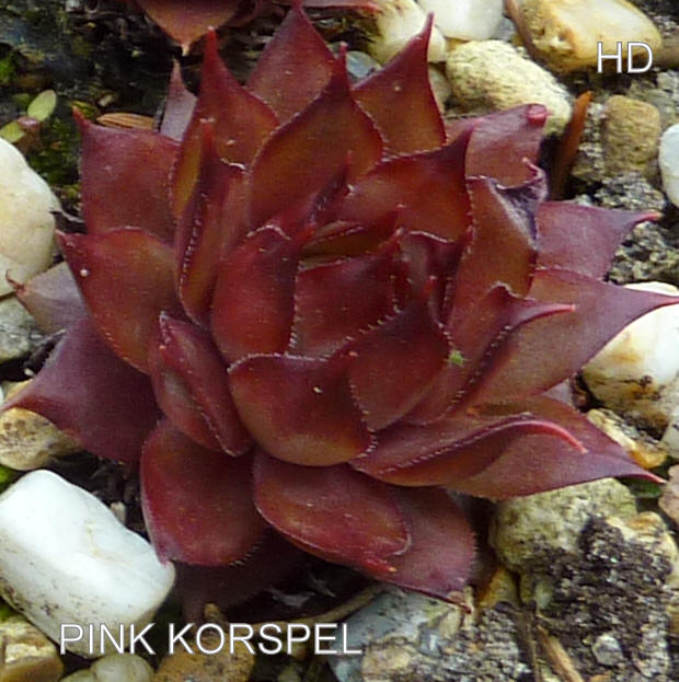 Pink Korspel