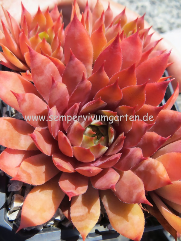 Pink Korspel