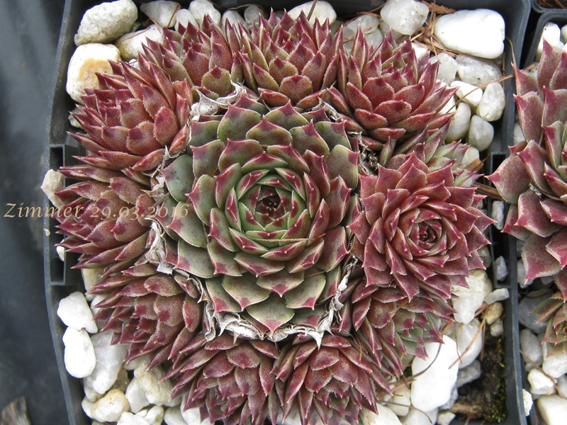 Pink Pearl