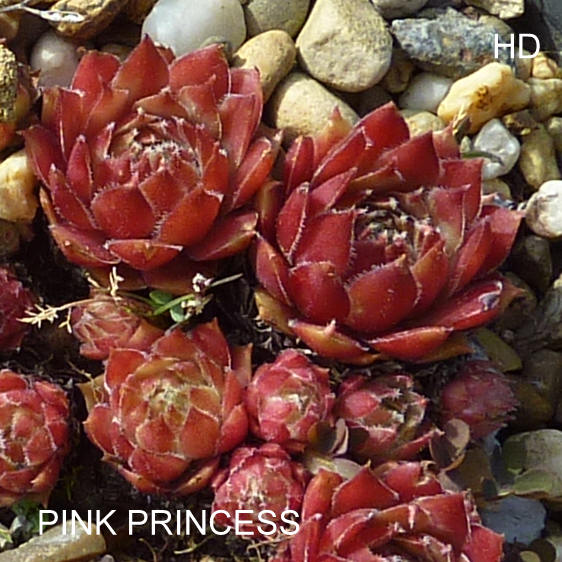 Pink Princess