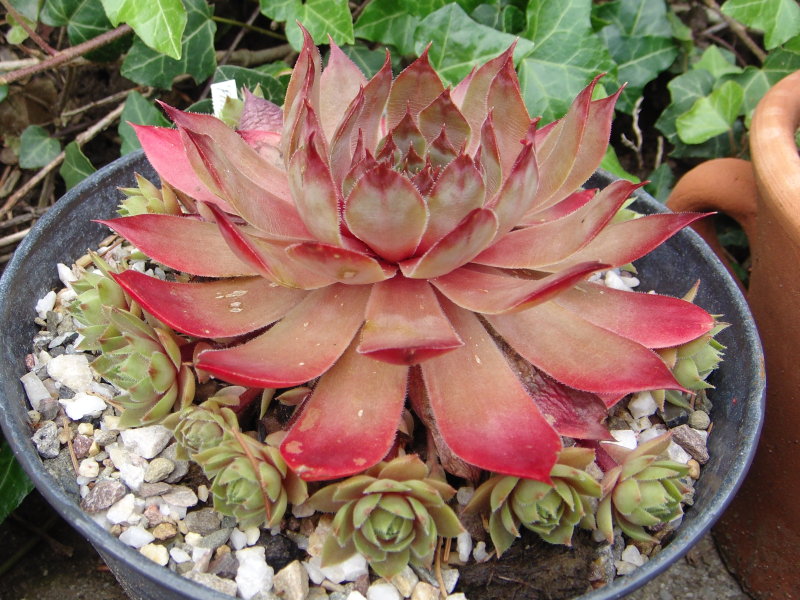 Pink Puff