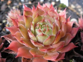 Pink Puff