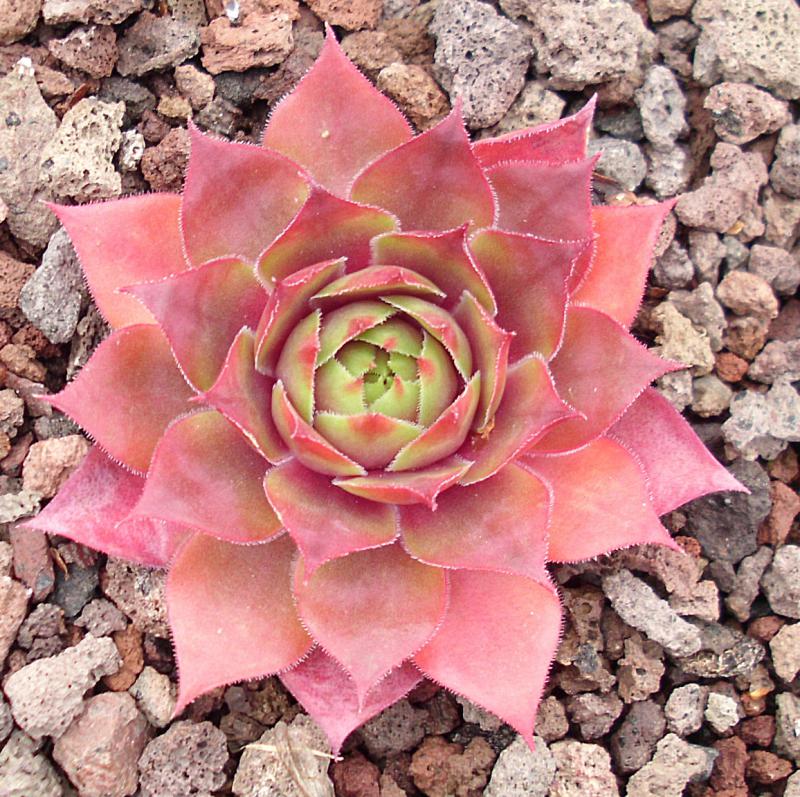 Pink Puff