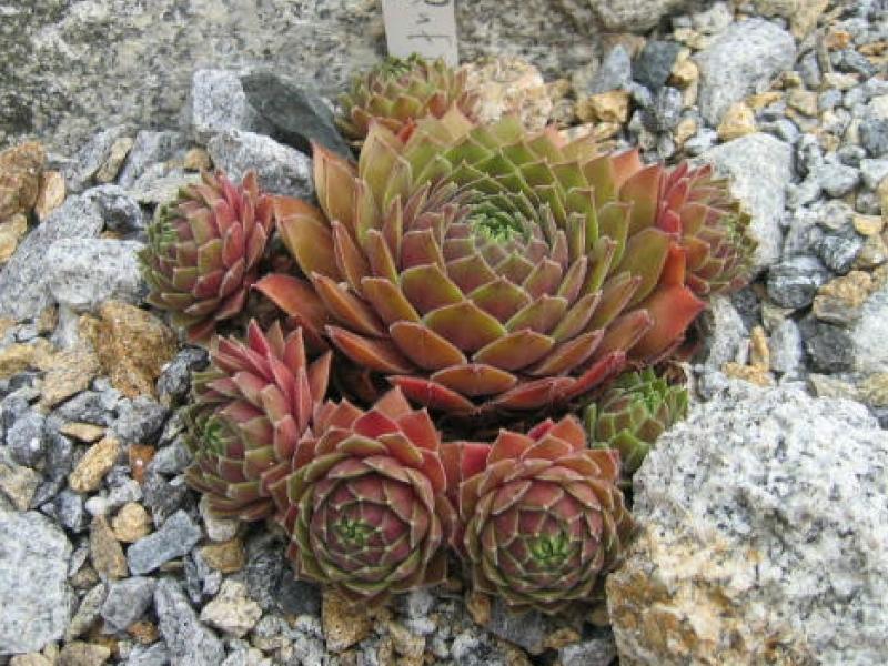 Pink Puff