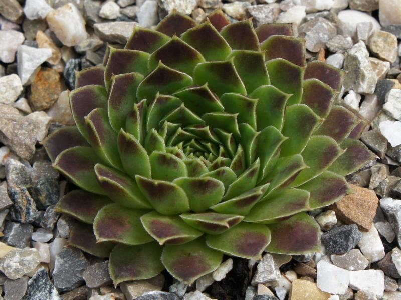 Pink Rainbow / Jovi