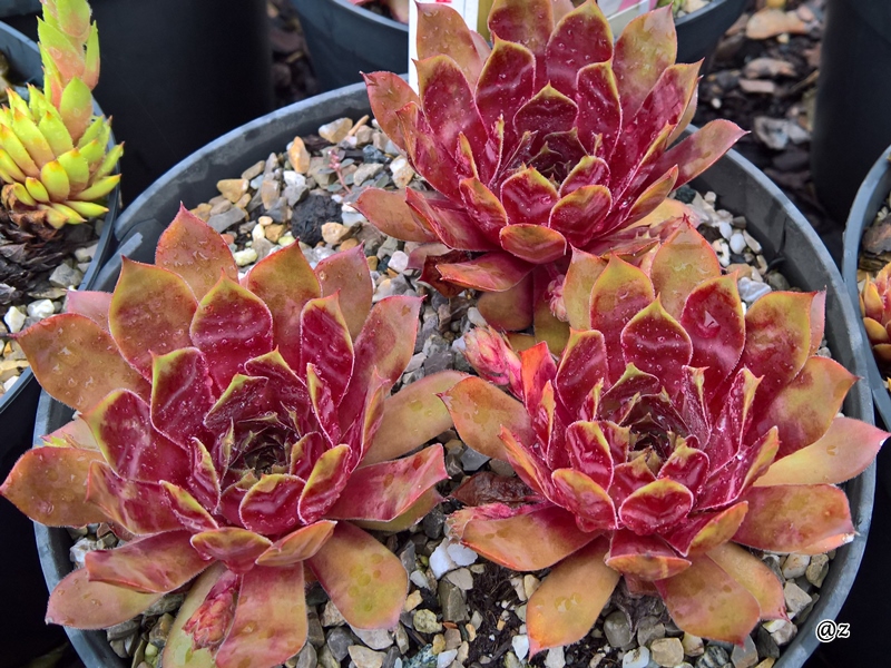 Pink Red Teena