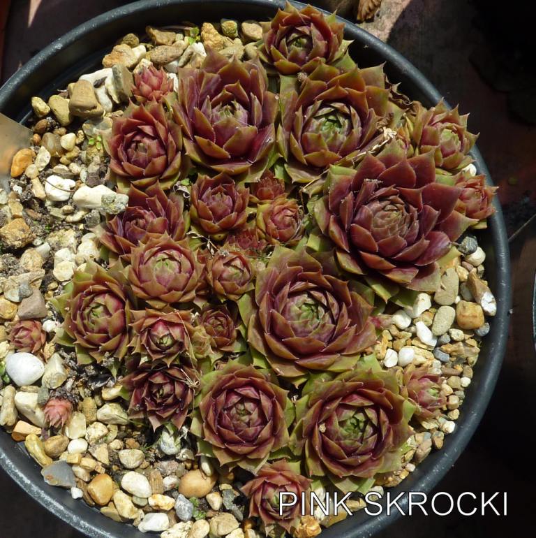 Pink Skrocki