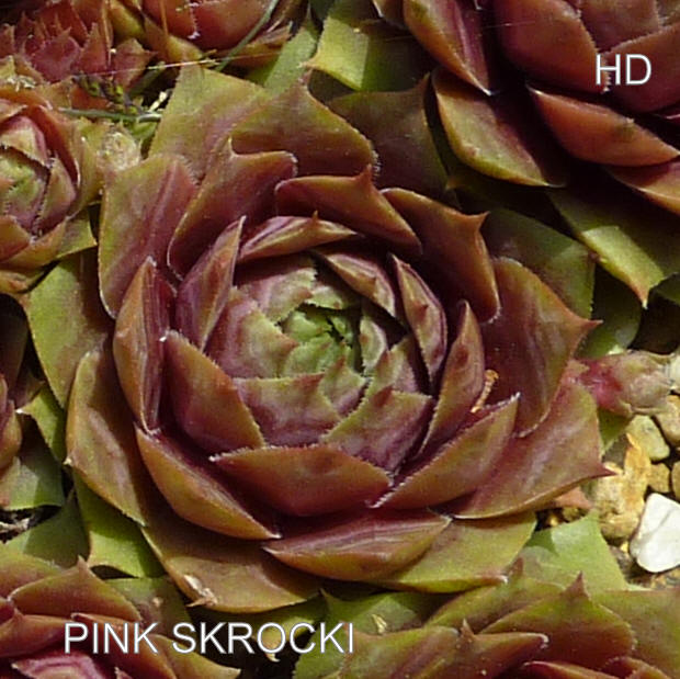 Pink Skrocki