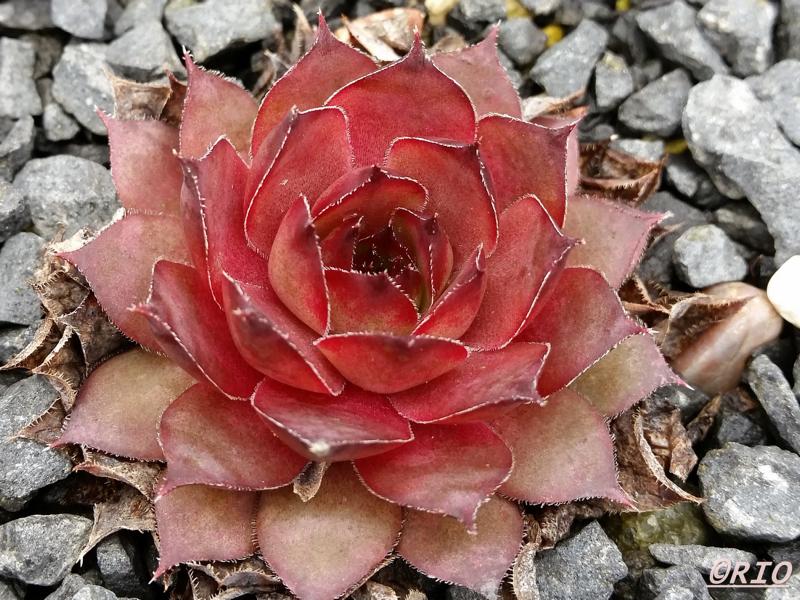 Pink Star