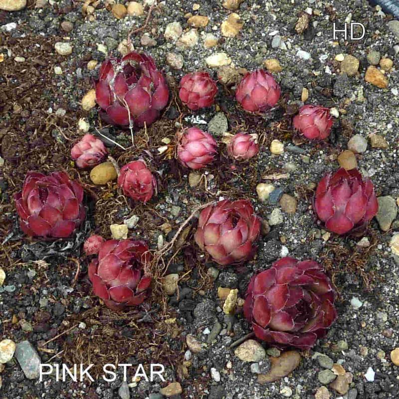 Pink Star
