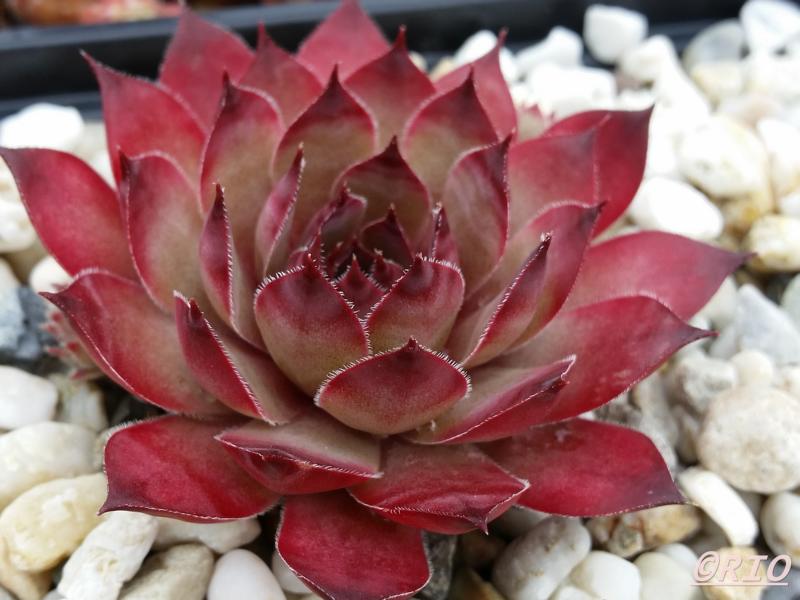 Pink Star