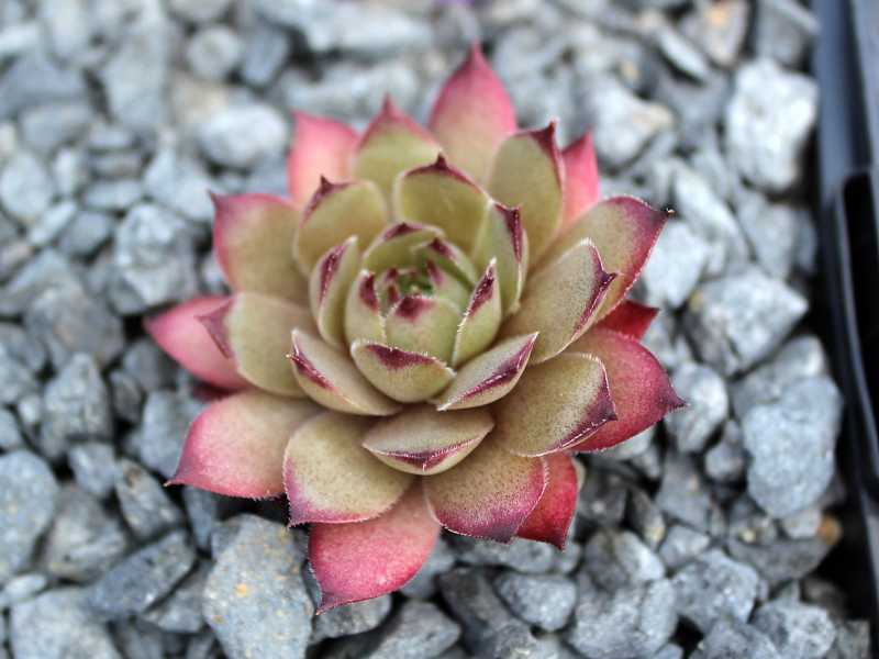 Pink Star