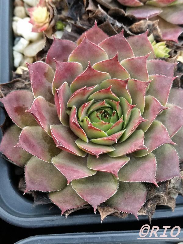 Pink Star
