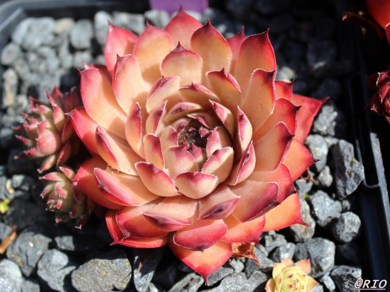 Pink Star