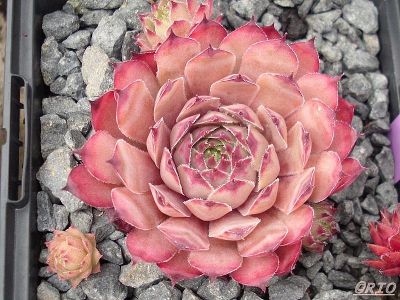 Pink Star