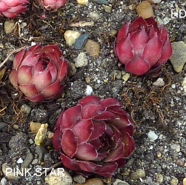 Pink Star