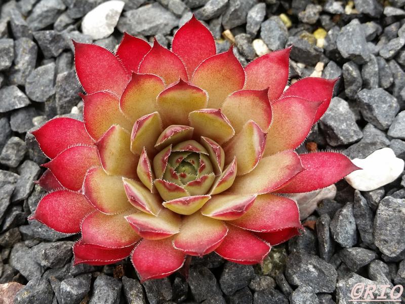 Pink Star