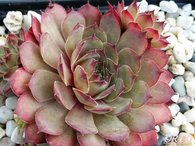 Pink Star