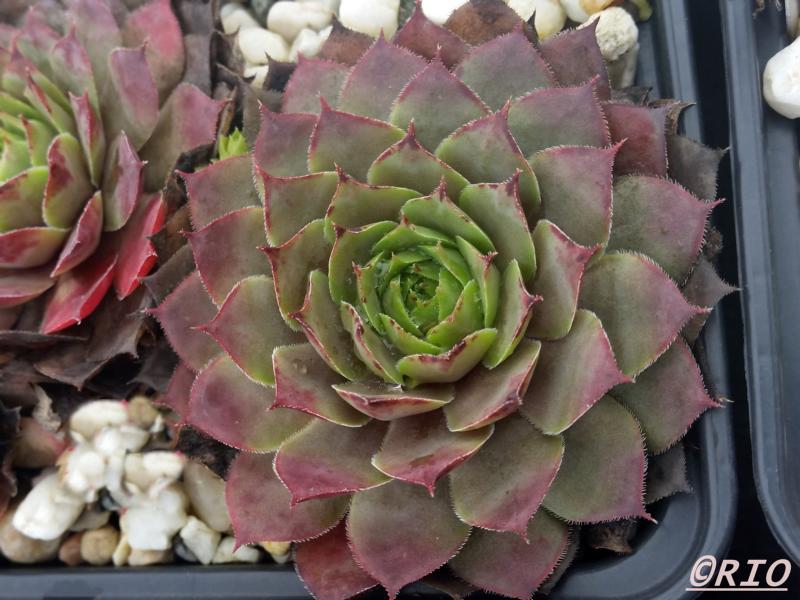 Pink Star