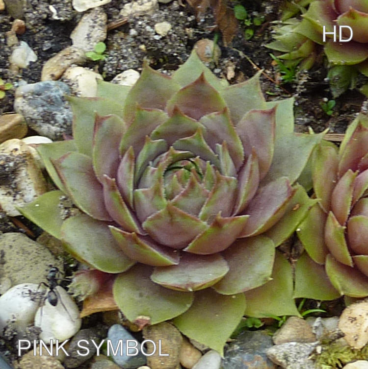 Pink Symbol