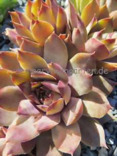 Pink Symbol