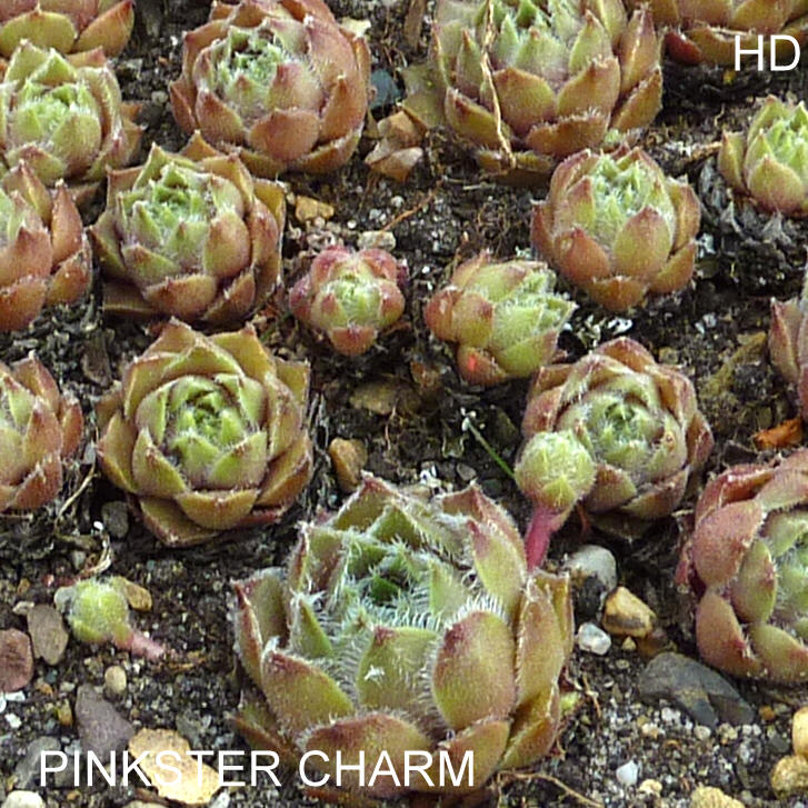 Pinkster Charm