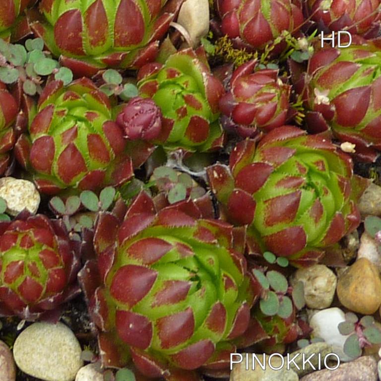 Pinokkio / Jovi
