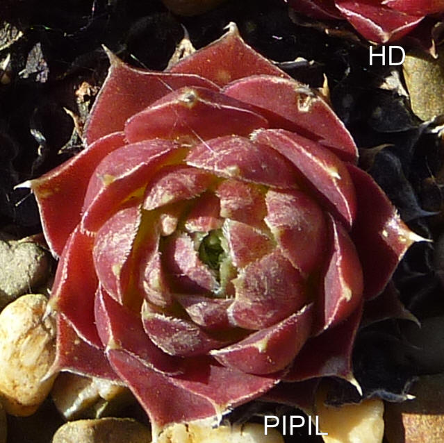 Pipil / Jovi