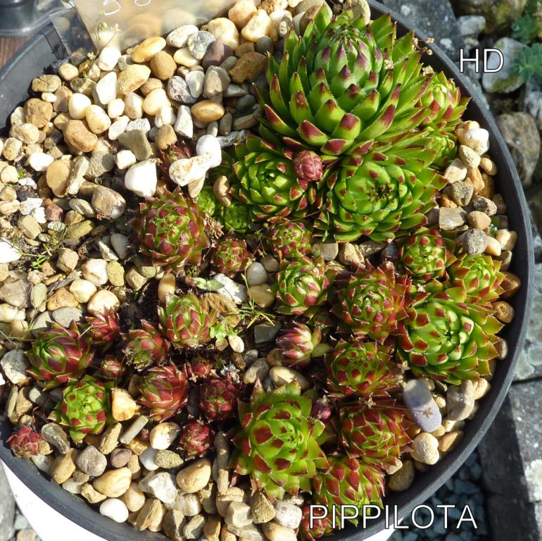 Pippilota / Jovi