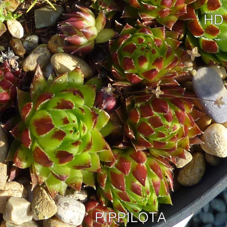Pippilota / Jovi