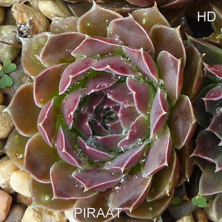 Piraat / Jovi