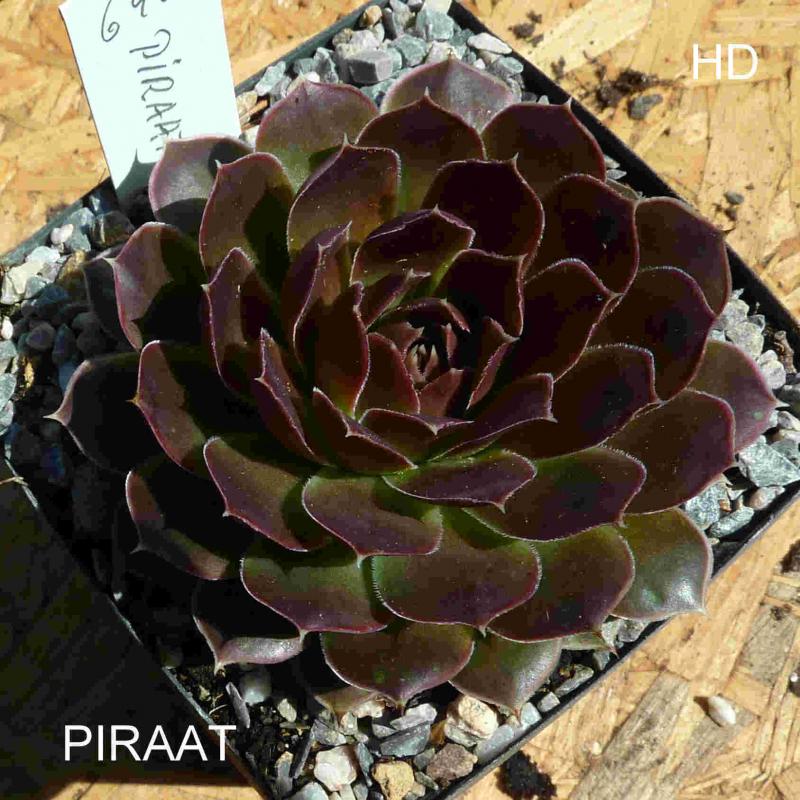 Piraat / Jovi