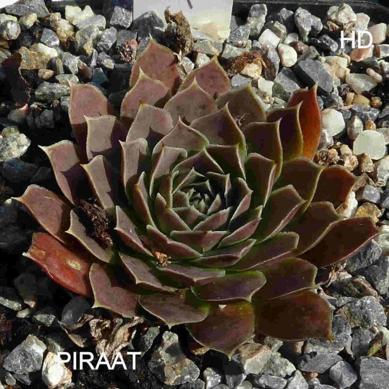 Piraat / Jovi