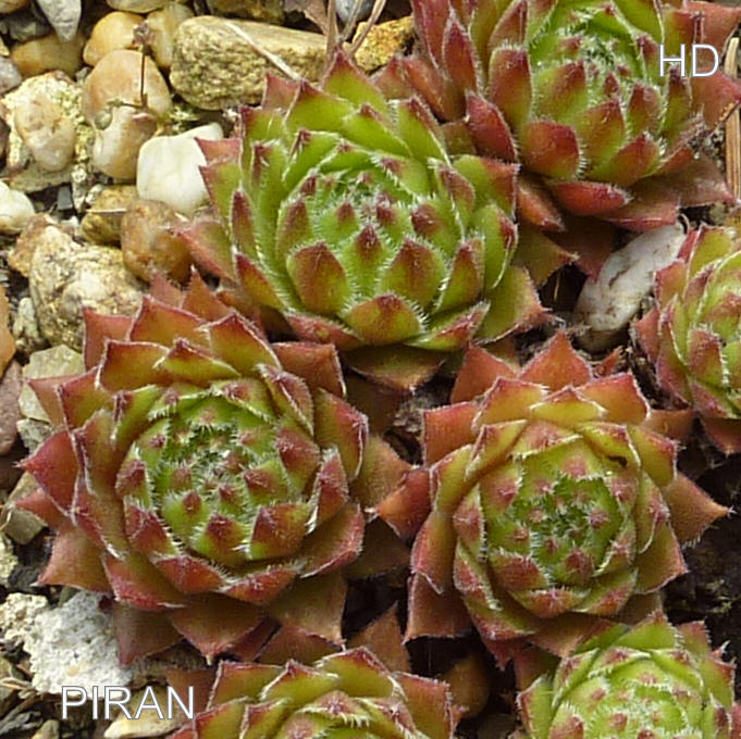 Piran