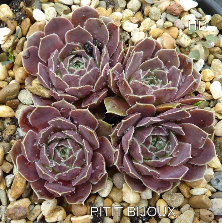 Pitit Bijoux / Jovi