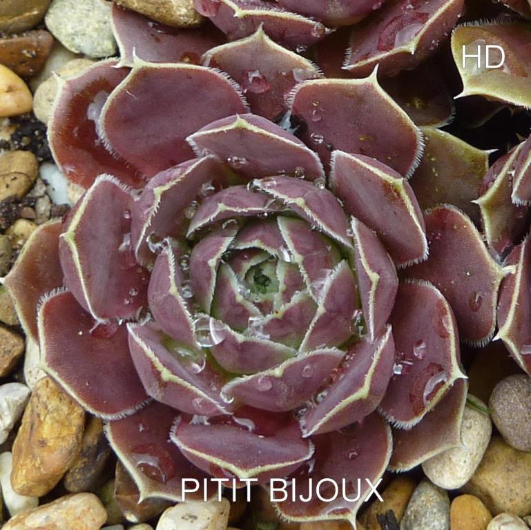 Pitit Bijoux / Jovi