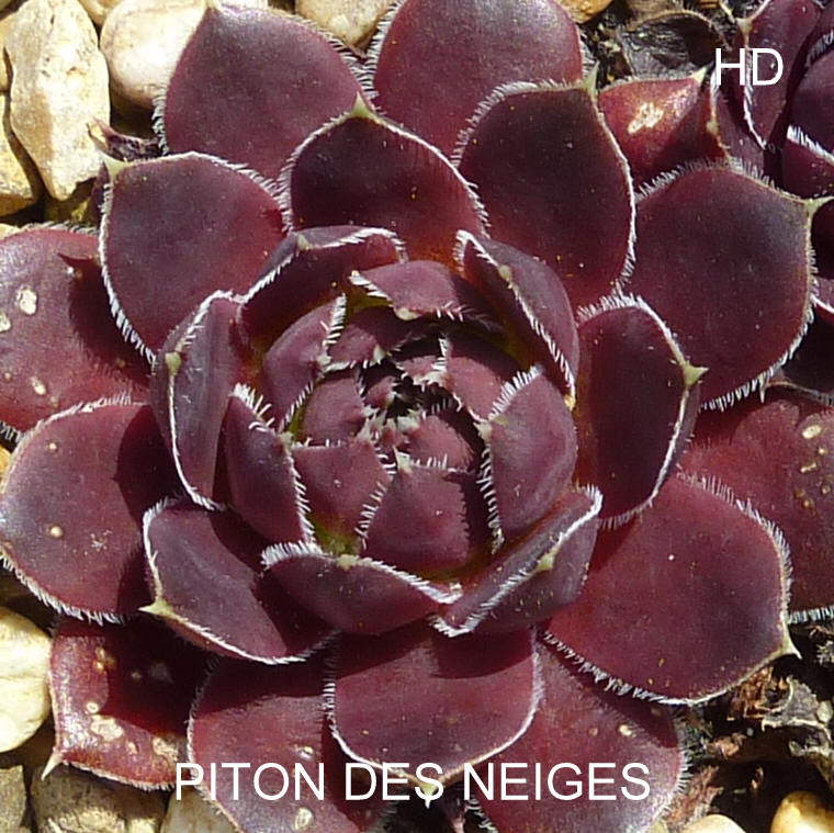 Piton des Neiges / Jovi