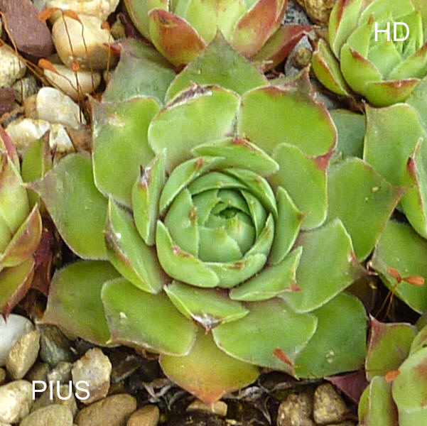 Pius